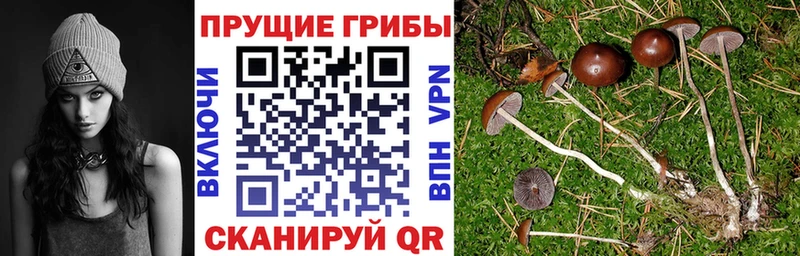 Галлюциногенные грибы Cubensis  Купить закладки  Старая Русса 